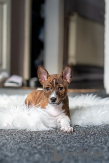 Additional photos: Basenji puppies for sale