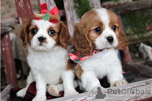 Photo №3. Adorable Cavalier King Charles Puppies for free adoption. Germany