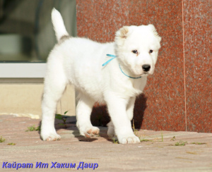 Photo №1. central asian shepherd dog - for sale in the city of Yekaterinburg | 335$ | Announcement № 3614