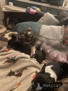 Photo №3. vAdorable french bulldog male puppy ready now!!. Germany