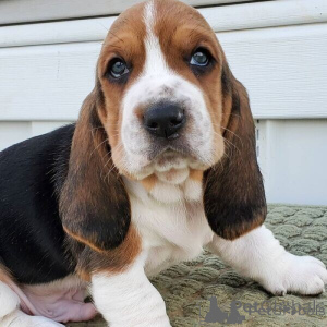 Photo №1. basset hound - for sale in the city of Cheb | negotiated | Announcement № 170694