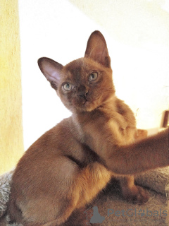 Photo №2 to announcement № 68697 for the sale of burmese cat - buy in Italy private announcement
