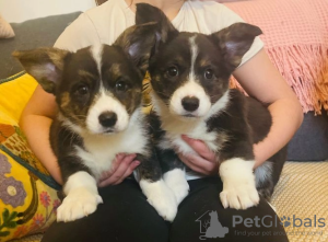 Photo №2 to announcement № 60320 for the sale of welsh corgi - buy in Austria 