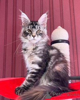 Photo №1. maine coon - for sale in the city of Mamer | negotiated | Announcement № 155319