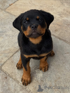 Photo №2 to announcement № 174970 for the sale of rottweiler - buy in Germany private announcement