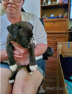 Photo №1. american bully - for sale in the city of Berlin | negotiated | Announcement № 135136
