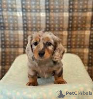 Photo №2 to announcement № 166105 for the sale of dachshund - buy in United Kingdom private announcement, breeder