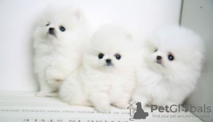 Photo №2 to announcement № 42339 for the sale of pomeranian - buy in Germany 