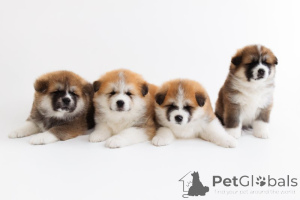 Photo №1. akita - for sale in the city of Bad Vilbel | negotiated | Announcement № 166356