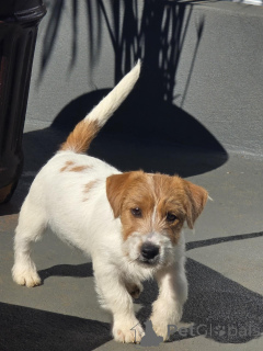 Photo №3. Premium Jack Russell Terrier Pups Smart, Bold & Family-Friendly. Germany