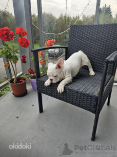 Photo №2 to announcement № 123098 for the sale of french bulldog - buy in Estonia private announcement