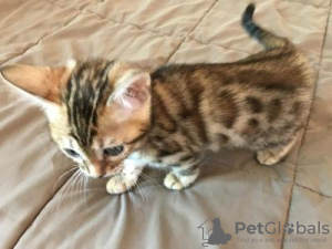 Photo №3. Bengal kittens for rehoming. United States