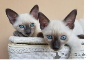 Photo №1. siamese cat - for sale in the city of Berlin | Is free | Announcement № 126114