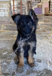 Photo №2 to announcement № 136782 for the sale of german shepherd - buy in Germany 