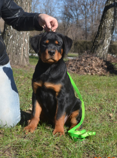 Photo №4. I will sell rottweiler in the city of Kharkov. from nursery, breeder - price - negotiated