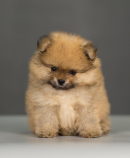 Photo №1. german spitz - for sale in the city of Cherepovets | 469$ | Announcement № 4882