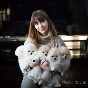 Photo №4. I will sell pomeranian in the city of Vienna. private announcement - price - 470$