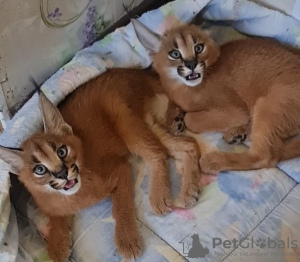 Photo №1. caracal - for sale in the city of Las Vegas | negotiated | Announcement № 99584