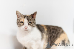 Photo №1.  - for sale in the city of Khimki | Is free | Announcement № 159363