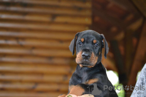 Photo №2 to announcement № 54451 for the sale of dobermann - buy in Serbia breeder