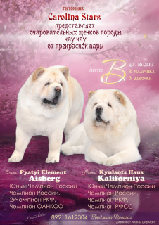 Photo №2 to announcement № 1385 for the sale of chow chow - buy in Russian Federation private announcement