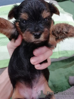 Additional photos: Yorkie/Kawaiiork puppies