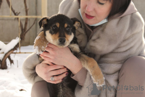 Photo №4. I will sell non-pedigree dogs in the city of Minsk. from the shelter - price - Is free