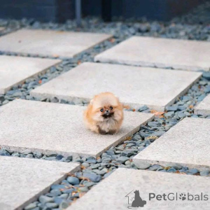 Photo №3. Teacup pomeranian puppies. Switzerland