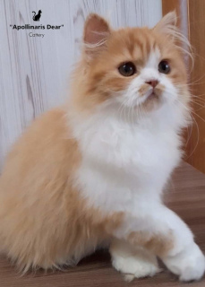 Photo №2 to announcement № 6744 for the sale of british longhair - buy in Russian Federation from nursery, breeder