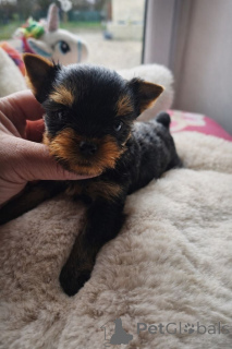 Photo №3. I give Yorkshire puppy available. Denmark