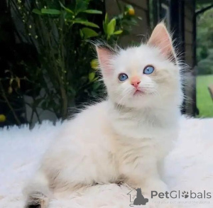 Photo №2 to announcement № 176010 for the sale of ragdoll - buy in Germany private announcement