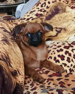 Photo №1. petit brabançon - for sale in the city of Moscow river | 612$ | Announcement № 165024