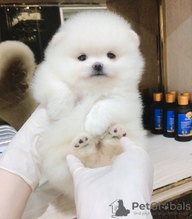 Photo №3. Lovely Pomeranian Puppies for Sale. United States
