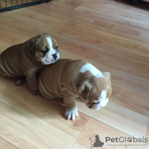Photo №1. english bulldog - for sale in the city of Kuwait City | negotiated | Announcement № 12344