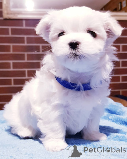 Photo №2 to announcement № 143282 for the sale of maltese dog - buy in Spain 