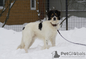 Photo №2 to announcement № 91230 for the sale of non-pedigree dogs - buy in Russian Federation private announcement