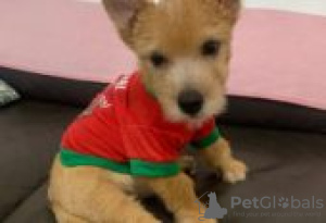 Photo №1. norwich terrier - for sale in the city of Berlin | Is free | Announcement № 126984