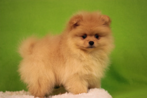 Photo №3. Pomeranian Spitz. Russian Federation