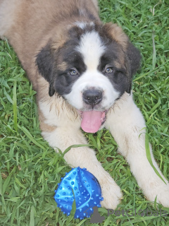 Photo №2 to announcement № 125009 for the sale of st. bernard - buy in Germany private announcement