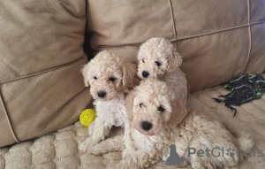 Photo №1. poodle (toy) - for sale in the city of Нови Сад | negotiated | Announcement № 115022