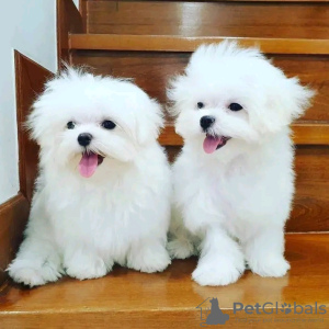 Photo №2 to announcement № 123316 for the sale of maltese dog - buy in Finland private announcement