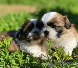 Photo №2 to announcement № 90355 for the sale of shih tzu - buy in Germany private announcement