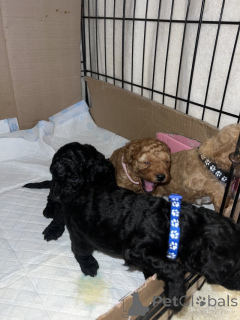 Photo №4. I will sell poodle (toy) in the city of Tennessee City.  - price - 350$