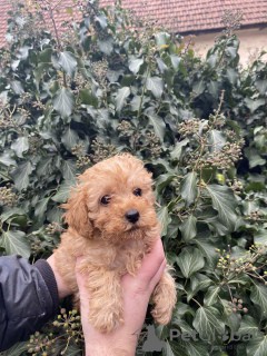 Additional photos: toy poodle