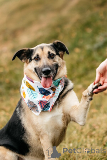 Photo №1. non-pedigree dogs - for sale in the city of Moscow river | Is free | Announcement № 149592