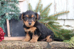 Photo №3. *ready to leave* gorgeous coloured Yorkie pups. Germany