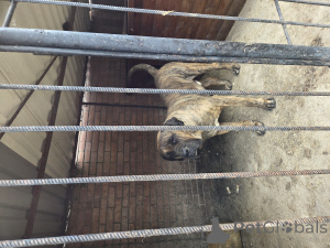 Photo №4. I will sell perro de presa canario in the city of Košice. private announcement - price - negotiated
