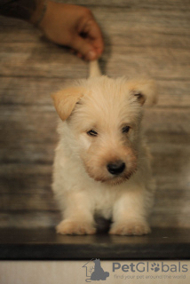 Photo №4. I will sell scottish terrier in the city of Simferopol. private announcement - price - negotiated