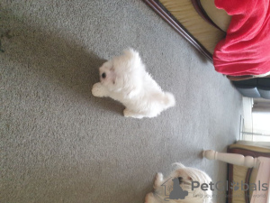 Photo №1. maltese dog - for sale in the city of Berlin | negotiated | Announcement № 115864