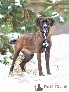 Photo №1. non-pedigree dogs - for sale in the city of Moskova | Is free | Announcement № 163070